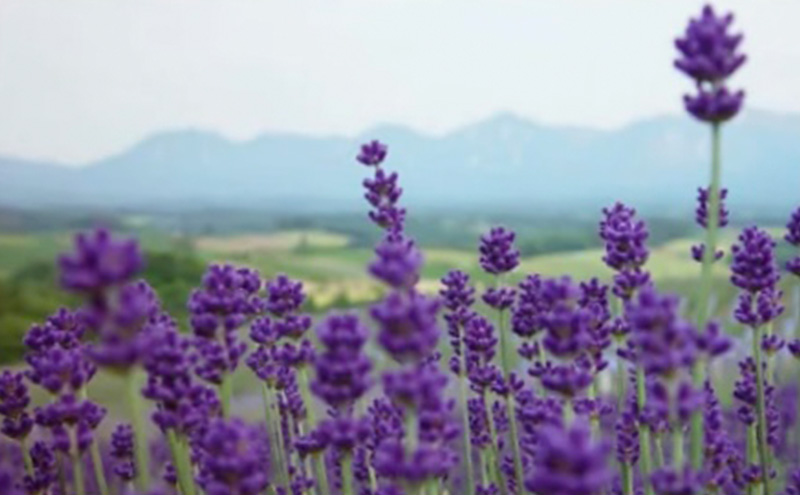 北海道上富良野町 ANAトラベラーズホテル割引クーポン1,500点分