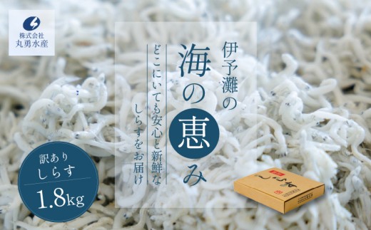 訳あり しらす 1.8kg 釜揚げ  |  冷凍 しらす ちりめんじゃこ しらす干し ごはんのお供 おつまみ 酒の肴 便利 簡単調理 おかず 惣菜 しらす丼 グルメ 食品 魚 魚介 海鮮 シラス 贈答 ギフト  愛媛県 松前町