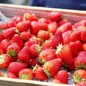 朝摘み!ふるさと納税上牧町　奈良県高級ブランド苺「古都華」250g×2パック(2L以上)【配送不可地域：離島・北海道・沖縄県】【1328296】