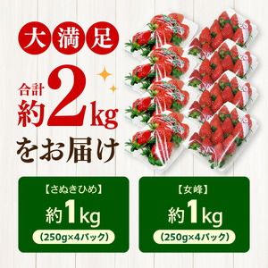 【ふるさと納税】 フルーツ デザート 果物 果実 さぬきひめ 女峰 年内発送 三豊 いちご 食べ比べ セット 約2kg 250g 4パック ギフト お土産 フルーツ王国  香川県 三豊市 お取り寄せ 