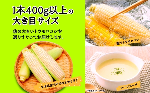 とうもろこし 白い恵味 ホワイト 400g以上×12本 高糖度 トウモロコシ スイートコーン 玉蜀黍 コーン 白 夏野菜 ジューシー 野菜 おやつ 甘い 旬 産地直送 送料無料 湖南野菜出荷組合 山梨