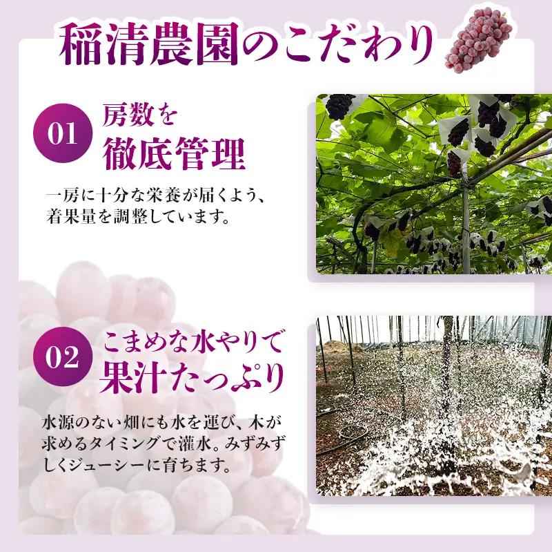 【2026年先行予約】数量限定 デラウェア1kg（5房前後）6月下旬～7月下旬発送｜特選 期間限定 ぶどう 葡萄 フルーツ 果物 くだもの 人気  贈答用 ギフト 先行予約 種なし 旬 新鮮 家庭用 