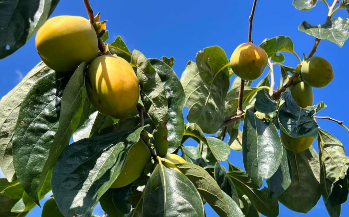 【先行予約】【12月中旬より順次発送】優しい香りと、もっちり食感が◎ 百市のほし柿 16個入 島根県松江市/百市農園 [ALDL003]