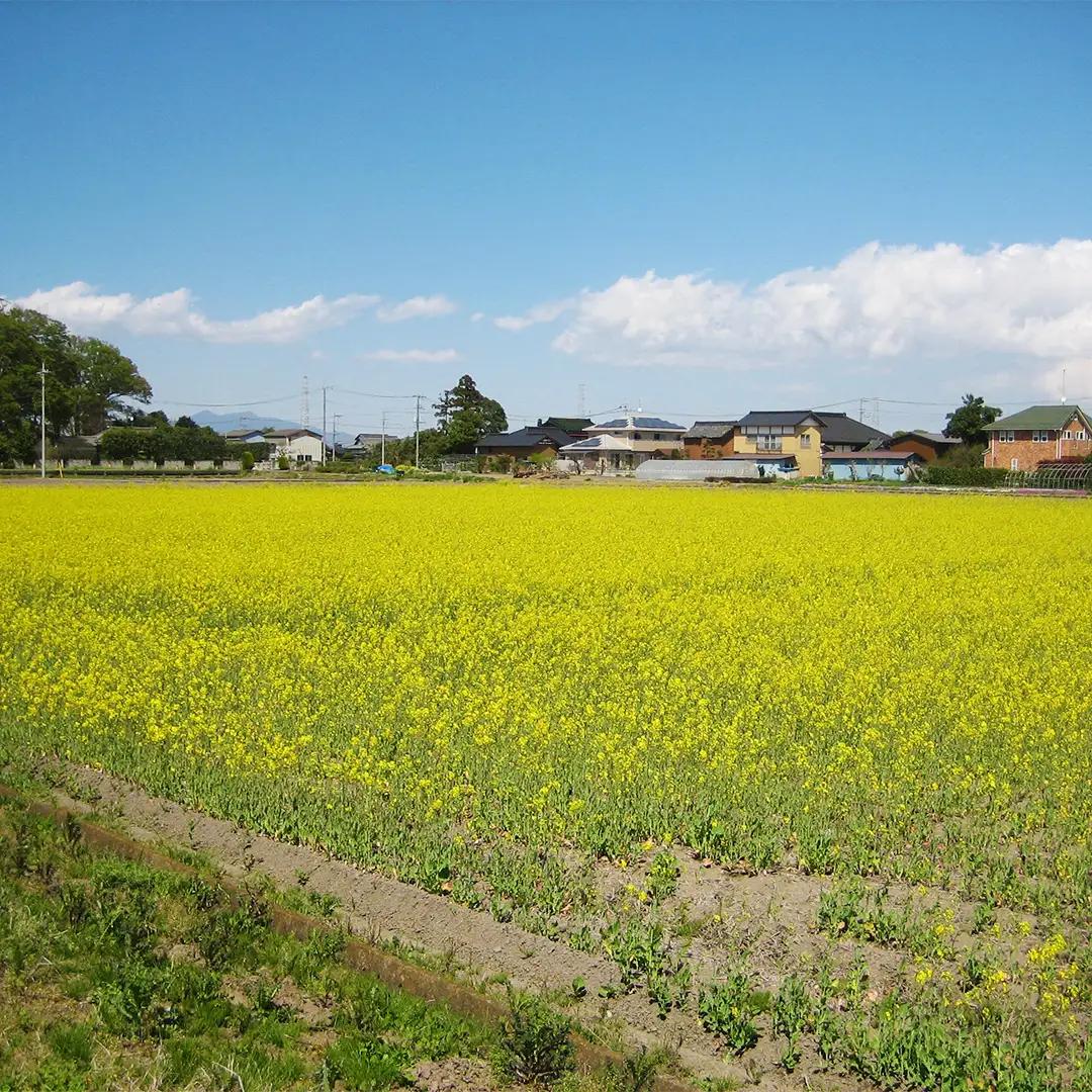 令和8年産 コシヒカリ ( 精米 5kg ) 特別栽培 菜の花米 「菜菜ちゃん」 米 茨城県産