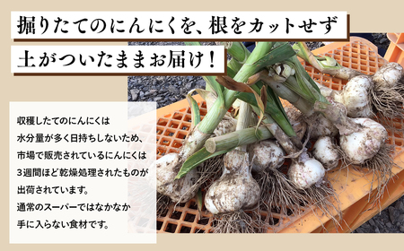 【6月下旬～7月下旬発送】青森県平川市産　土付き生にんにく約1kg【しあわせj-Farm】