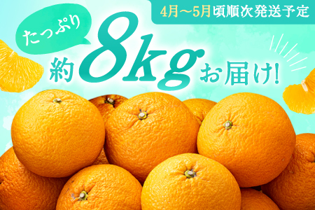 AA093.福岡柑橘王国・樹成り完熟甘夏／約8kg（2027年4月～5月配送予定）