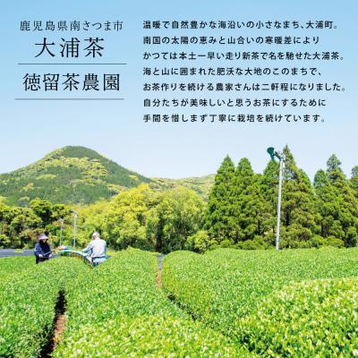 ふるさと納税 南さつま市 【贈答用】 鹿児島県産緑茶 大浦茶 一番茶2本セット(100g×2) |  | 01