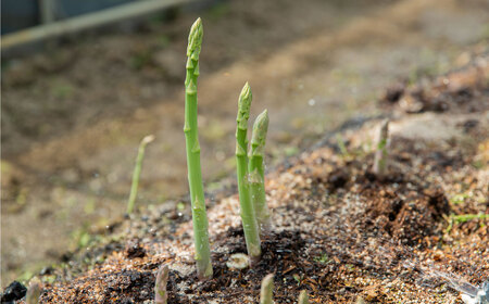 《先行予約》 アスパラガス 800g （2L～Lサイズ） 【2026年3月上旬-5月上旬 発送予定】 | 神戸ファーム 野菜 アスパラ 新鮮 旬 グリーンアスパラ