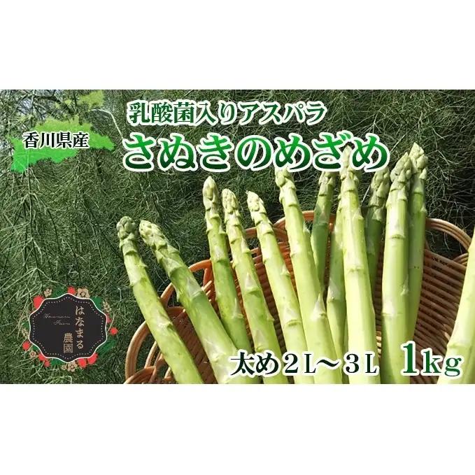 令和8年産　はなまる農園の乳酸菌入り アスパラ【さぬきのめざめ1kg】太め2L～３L アスパラガス 野菜 朝採れ 旬野菜 季節野菜 産地直送 農家直送 クール便 バーベキュー BBQ サラダ 肉巻き おかず 