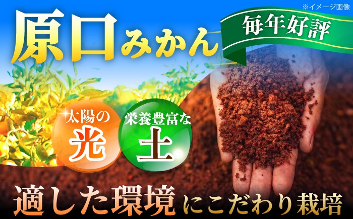 原口 みかん 5kg