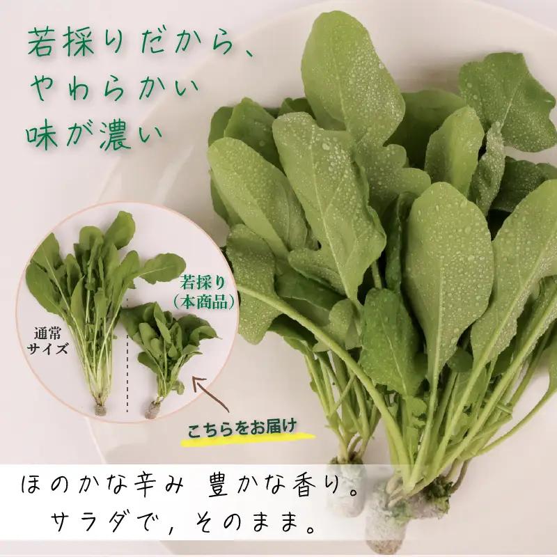 若採り ルッコラ ジュニア | サラダ 水耕 葉物 野菜 南国市