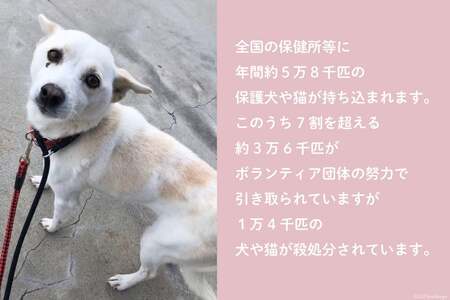 犬猫保護活動への支援【お礼の品なし】 [NPO法人セブンデイズ 福岡県 筑紫野市 21760726] 保護 動物 犬 猫 犬猫 保護犬 支援 応援