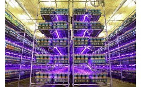 KL-2 歯ごたえ抜群!ブナシメジ