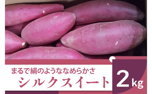 【先行予約】【2026年11月より順次発送】2026年度産 まるで絹のようななめらかなさつまいも シルクスイート 約2kg｜さつまいも 芋 お芋 シルクスイート 渋谷農園 先行予約 茨城県 行方市(BZ-57)