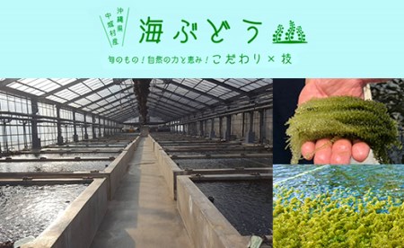 ＜2024年4月以降出荷＞海ぶどう（500g×2個セット）タレ付き