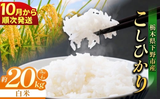 【先行予約】【2026年10月以降発送】下野市産 コシヒカリ 20kg 白米 | お米 こめ コメ 白米 精米 こしひかり ｺｼﾋｶﾘ 新米 栃木米 令和8年度米 令和8年 2026年度 ブランド米 栃木県 特産品 送料無料 栃木県 下野市