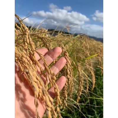 ふるさと納税 京丹後市 【先行予約】令和7年産 丹後こしひかり 白米9kg【特別栽培米】 精米 |  | 01