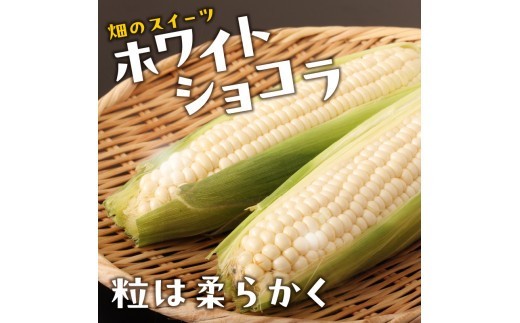 《先行受付》朝採りホワイトショコラ約3kg・A品L～3L・7～9本程度 【2026年9月上旬～発送予定】【山形とうもろこし】