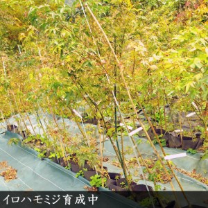 ＜すだ農園＞大苗◇モミジ（紅葉）イロハモミジ[実生・地中ポット苗] ※北海道・沖縄・離島への配送不可 ※2025年11月中旬～2026年5月下旬頃に順次発送