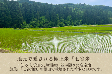 【令和8年産新米先行予約】【定期便3回隔月お届け】七谷産 棚田米コシヒカリ 精米10kg（5kg×2）《10月上旬～順次出荷》 白米 （株）ライスグローワーズ