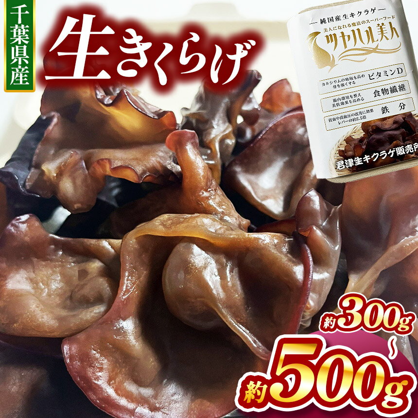 【ふるさと納税】生キクラゲ 約300g or 約500g 選べる容量 | 君津生キクラゲ販売所 農薬（化学肥料）：栽培期間中不使用 野菜 きのこ キノコ きくらげ キクラゲ 肉厚 ス―パーフード パワーフード 栄養満点 食感がたまらない 野菜炒め 中華料理 千葉 君津 きみつ