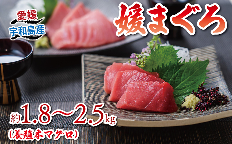 【2026年1月28日発送】 本マグロ ブロック 1.8～2.5kg 媛まぐろ ダイニチ マグロ 赤身 中トロ 大トロ 部位 指定不可 マグロ 国産マグロ 養殖マグロ 養殖本マグロ クロマグロ 鮪 刺身 漬け ネギトロ アレンジ可 人気 海鮮 海の幸 魚 魚介 産地直送 数量限定 国産 愛媛 宇和島 D052-031002-260128