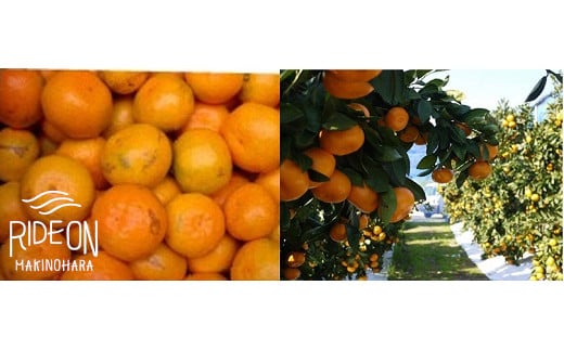 【ふるさと納税】 【1月から順次発送予定】 アウトレット 青島みかん 15kg 数量限定 柄付き おまかせサイズ サイズ不揃い 訳あり 甘い 果物 くだもの フルーツ みかん ミカン 蜜柑 柑橘 産地直送 国産 静岡県 牧之原市 牧野農園