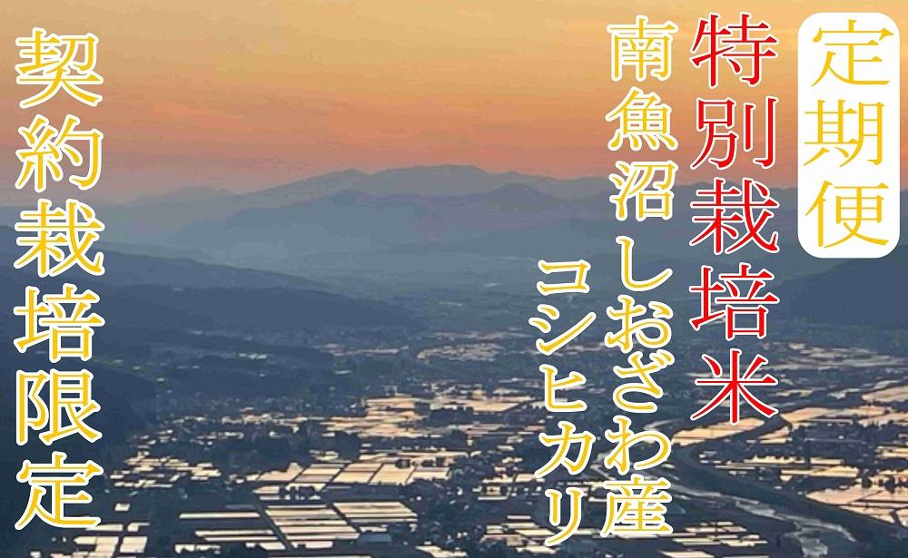 【令和7年産】※定期便：6Kg×3ヶ月※特別栽培 生産者限定  南魚沼しおざわ産コシヒカリ【2025年10月上旬より順次発送予定】
