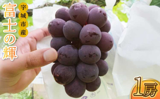 先行予約 富士の輝 1房（約500g）【清水果樹園】【2025年8月発送予定】 シャインマスカット マスカット ブドウ ぶどう 熊本県 宇城市