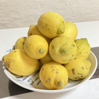 ふるさと納税 水俣市 国産レモン　訳あり2.5kg(県認証特別栽培) |  | 02