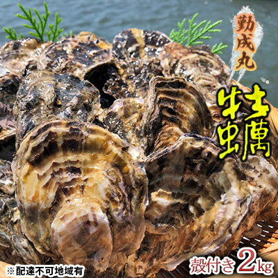 【ふるさと納税】【2026年1月より順次出荷予定勤成丸の牡蠣 殻付き牡蠣 2.0kg 魚介類 魚貝類 生牡蠣 海の幸 海鮮 1年牡蠣 つまみ お酒のあて 一品料理 オイスター 　お届け：2026年1月中旬～2026年4月初旬