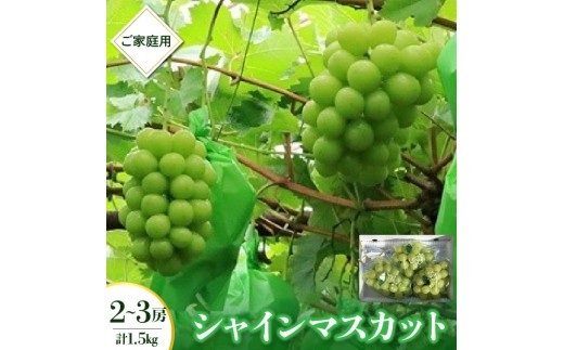 シャインマスカット　２～３房　合計１.５ｋｇ　ご家庭用　0049-2606