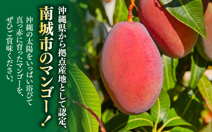 ＜先行予約＞宮平農園のマンゴー1.5kg【アーウィン・贈答用】 I  マンゴー まんごー フルーツ ギフト 1.5kg 宮平農園 アーウィン 先行予約 数量限定   沖縄県 南城市 ふるさと納税 合同