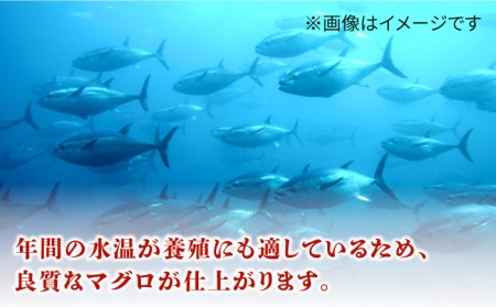 長崎県五島産 近大マグロ  （大トロ）刺身ブロック 五島市/五島ヤマフ [PAK017]