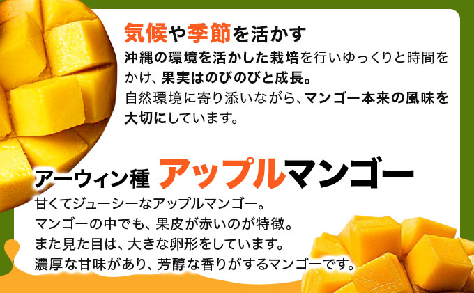【2027年6月下旬より順次発送】★訳あり★沖縄県豊見城市産アップルマンゴー 約2kg｜マンゴー アップルマンゴー 訳あり わけあり フルーツ くだもの 果物 先行予約 数量限定 おきなわ 沖縄 沖縄