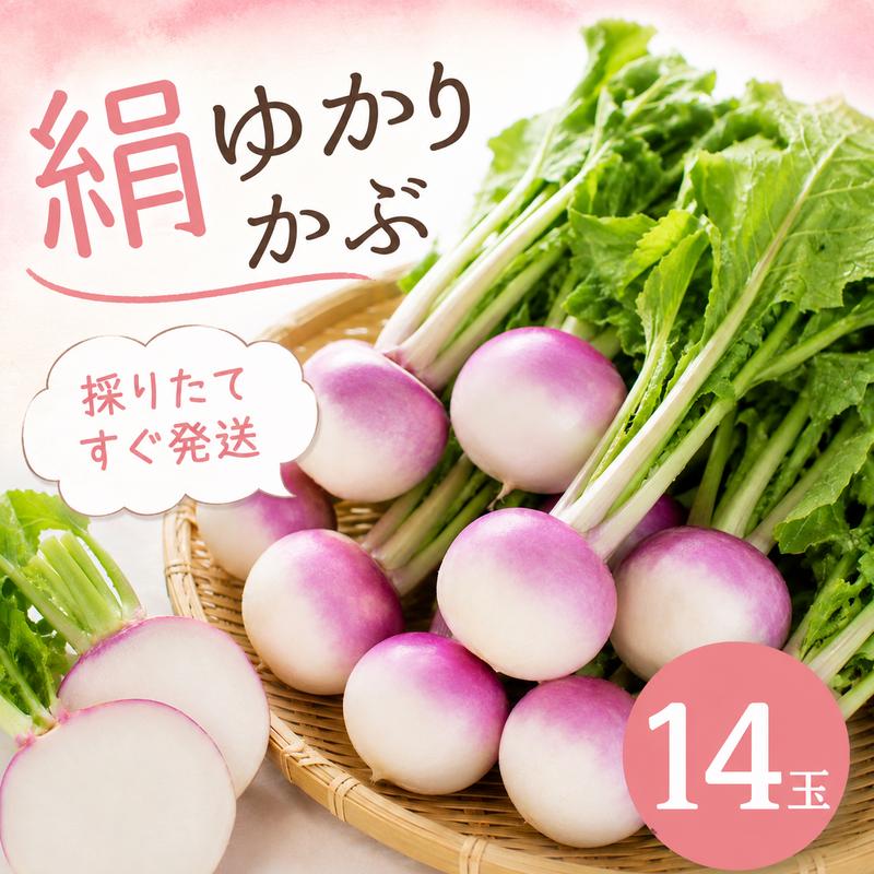 
                  【先行予約  国産 かぶ】 国産 かぶ 蕪 カブ 絹ゆかりかぶ 紫かぶ 採れたて 有機肥料栽培 静岡茶栽培 甘い やわらかい ジューシー 絹のような食感 生 美味しいかぶ サラダ かぶ漬物 かぶステーキ  かぶ スープ 味噌汁 煮物かぶアレンジレシピ 簡単かぶレシピ 野菜レシピ 冬野菜 静岡野菜 彩り野菜 可愛い野菜 映える野菜 ヘルシー野菜 ふるさと納税  丸新柴本製茶 静岡 県 牧之原市
                