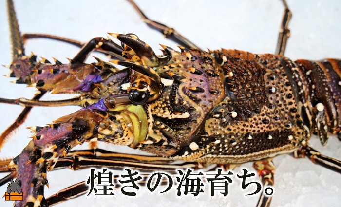 きれいな海でそだった新鮮な伊勢海老をすぐに冷凍にしています。