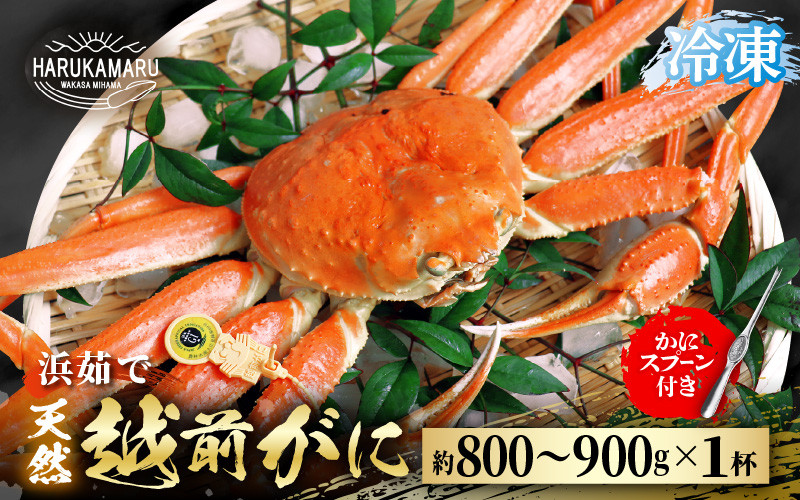 
            【先行予約】≪浜茹で≫ 地物！天然！越前がに 生の状態で約800g～900g × 1杯【冷凍】かにスプーン付き【2025年11月下旬以降順次発送予定】 はるか丸厳選！【冷凍 本場の味 ボイル 越前ガニ 蟹 茹で ずわいがに ズワイガニ 福井 日本海】[m36-h004]
          