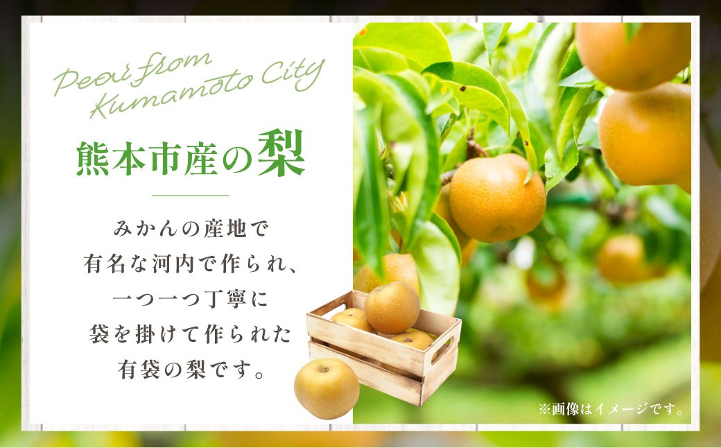 熊本市産 梨(幸水・豊水・秋月・新高など) 約1.8kg(3～6玉)