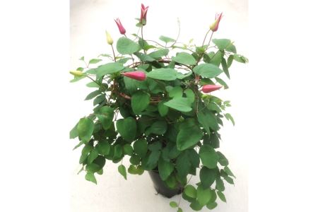 【2026年 先行予約】クレマチス プリンセスダイアナ(赤系) 5号鉢 | シクラメン 根本園芸