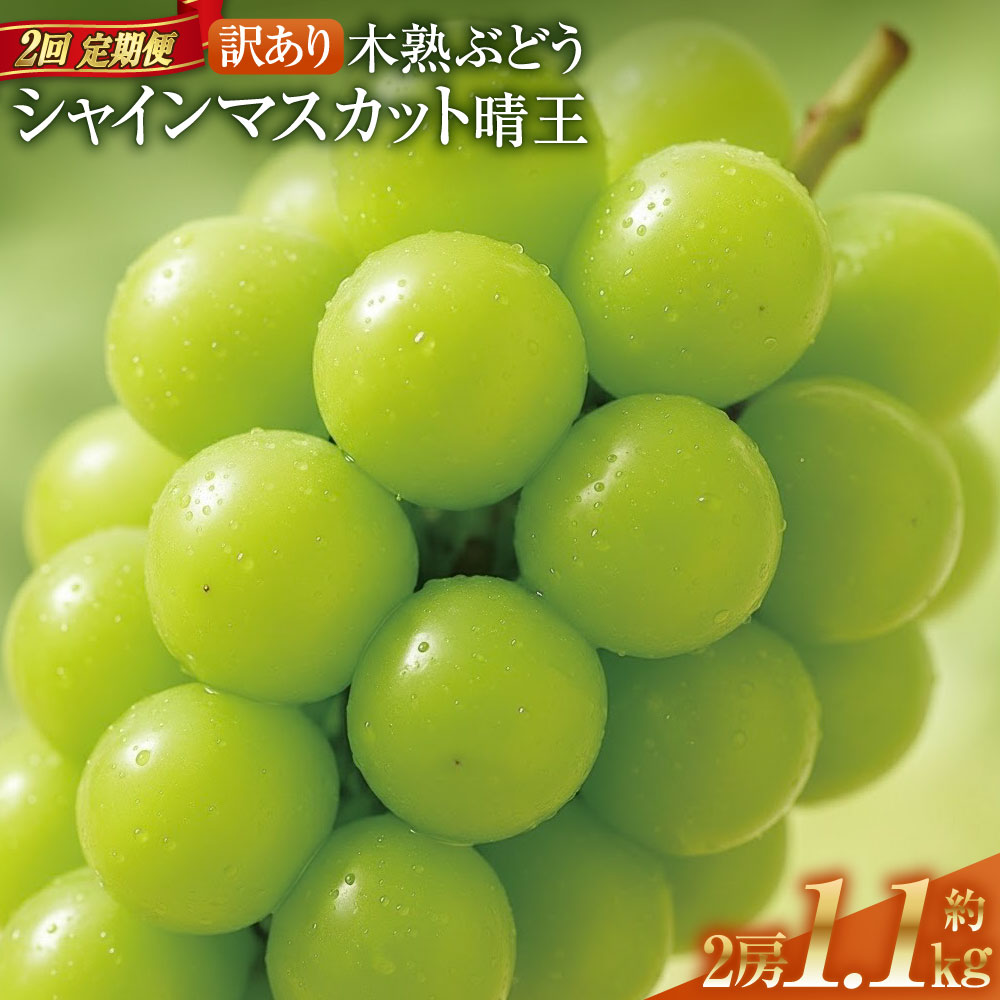 【ふるさと納税】【2回定期便】訳あり 木熟ぶどう ハレノシャイン シャインマスカット晴王 1回あたり2房（合計約1.1kg） ぶどう ブドウ 葡萄 フルーツ くだもの 果物 果実 デザート 冷蔵 岡山県産 国産 岡山県 倉敷市 送料無料 【2026年9月上旬より発送開始】