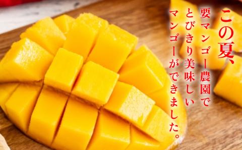 要マンゴー農園の完熟アップルマンゴー【2027年発送】　１kg　２玉～３玉　アップルマンゴー　希少　アーウィン　甘い　完熟　爽やか　マンゴー　沖縄　うるま市　太陽　南国