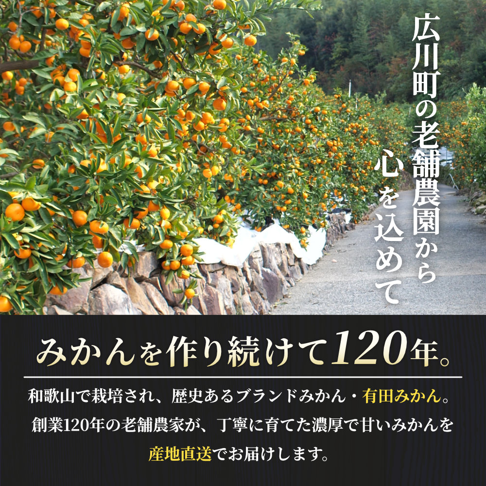 有田 みかん 特選 5kg 【 創業120年 農家直送 】 / 温州みかん 有田みかん 甘い 高級 和歌山 柑橘 ※11月中旬～2月上旬に順次発送 【isy004-r-5B】