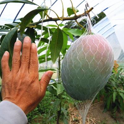 ふるさと納税 和歌山市 【希少マンゴー】濃厚キーツマンゴー　約1kg(1〜3玉) |  | 02
