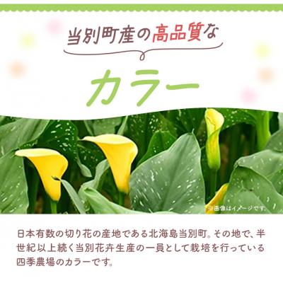 ふるさと納税 当別町 カラー切花30本入り(3〜4品種　計30本) |  | 02