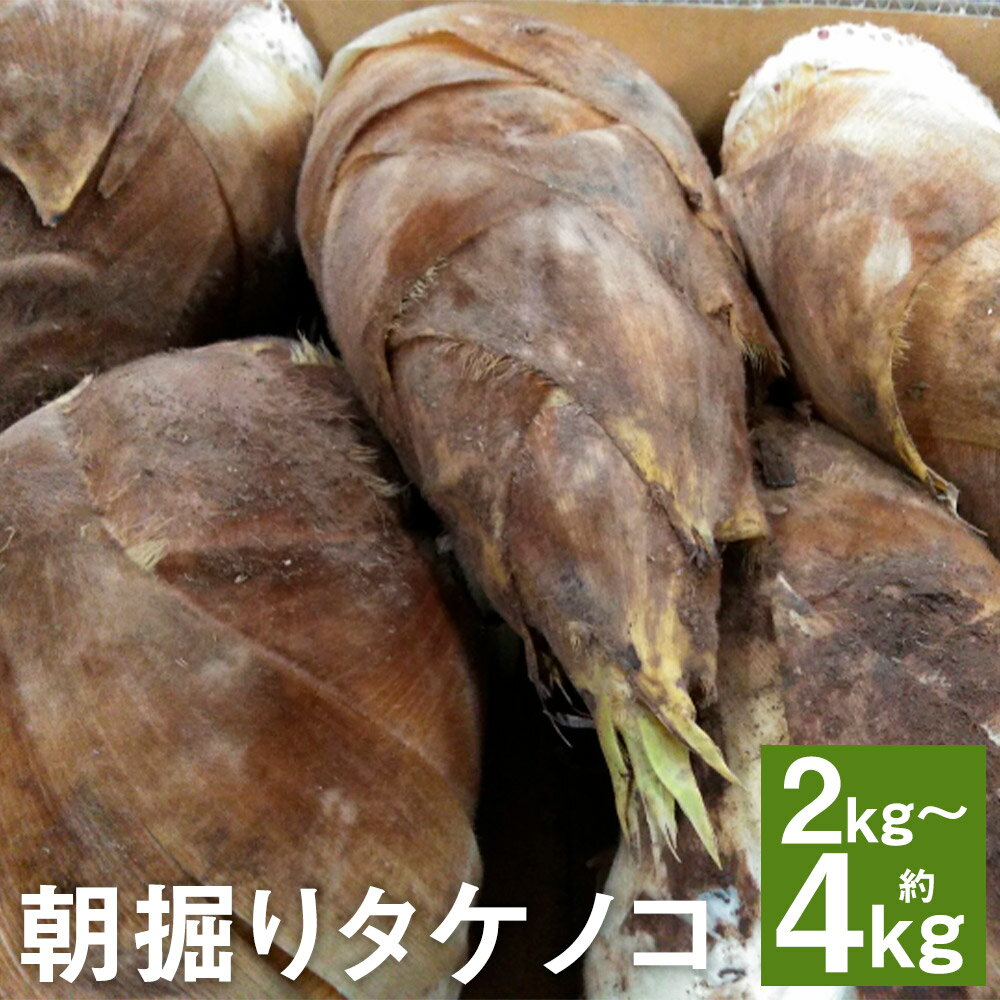 【ふるさと納税】朝掘りタケノコ 約2kg/約4kg 選べる内容量 たけのこ 筍 野菜 菊池市産 熊本県産 九州産 送料無料【2026年4月上旬〜4月下旬に順次発送予定】