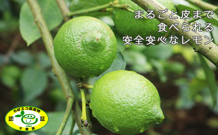 《12月発送》【皮まで食べられる】海と太陽のレモン【訳あり品-優品-】５kg（約40個）　[0011-0058]