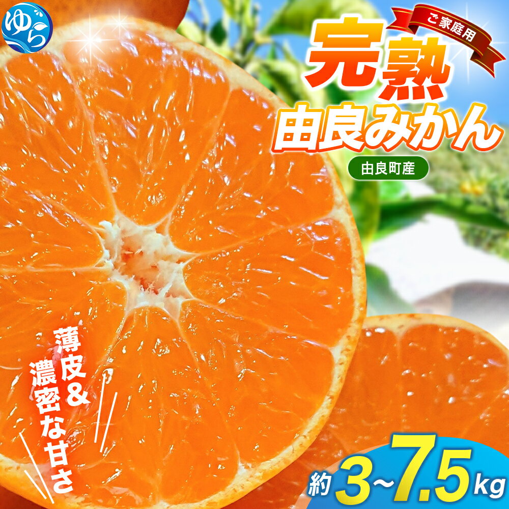 【ふるさと納税】＼先行予約／薄皮で濃い甘さ！完熟由良みかん【ご家庭用】3kg 5kg 7.5kg ※2025年11月下旬頃から順次発送予定(お届け日指定不可) / 柑橘 ミカン 蜜柑 甘い 由良町 フルーツ 果物 くだもの 食品 人気 おすすめ 産地直送 由良町