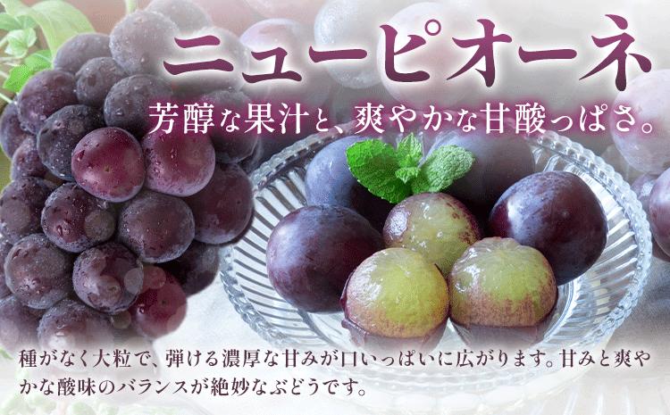 【定期便】旬のフルーツ定期便 岡山のﾌﾙｰﾂ 定期便 Aコース 4回定期便 岡山県産 桃 シャインマスカット ニューピオーネ 梨 《7月上旬-12月末頃出荷》岡山県 笠岡市 フルーツ 旬 果物 ぶどう