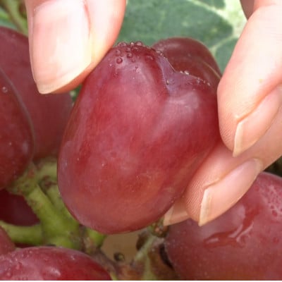 【2026年先行受付】10月上旬より発送「牧丘天空の丘マイハート」約1kg(2～3房)【配送不可地域：離島】